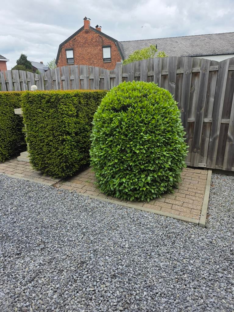 Struiken en hagen, Tuin en Terras, Planten | Struiken en Hagen, Ophalen
