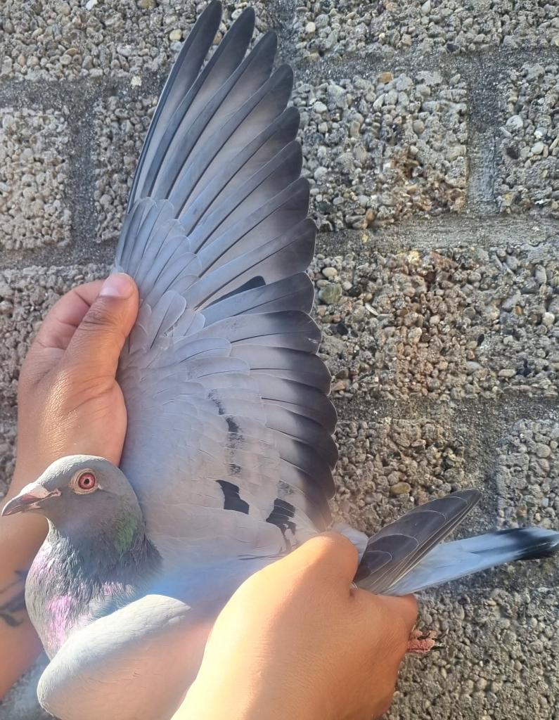 Postduif "NEW BLUE KIM GIRL", Femelle, Pigeon voyageur