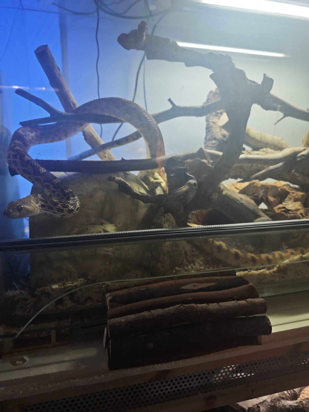 Pituophis catnifer sayi 1.0 Ball Python photo 2