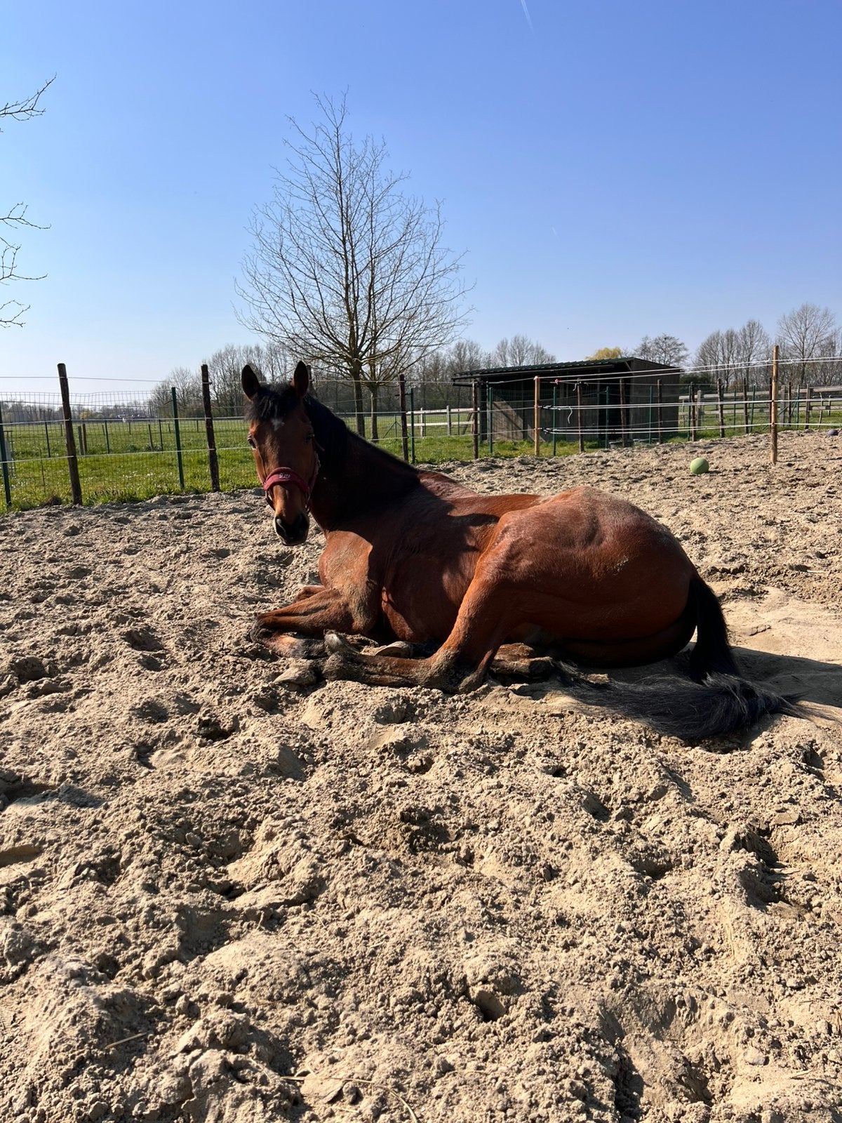 Gezocht: weide voor paard