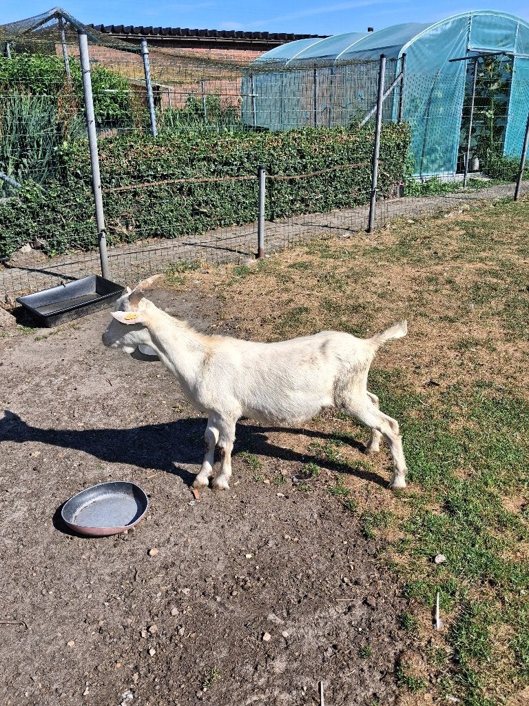 TE KOOP:MELKGEIT BOKLAM, Mâle, Chèvre, 0 à 2 ans