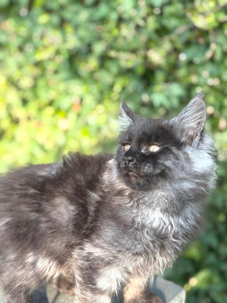 Black Smoke  Maine Coon katertje  . GERESERVEERD ❗️, Kater, Gechipt, 0 tot 2 jaar