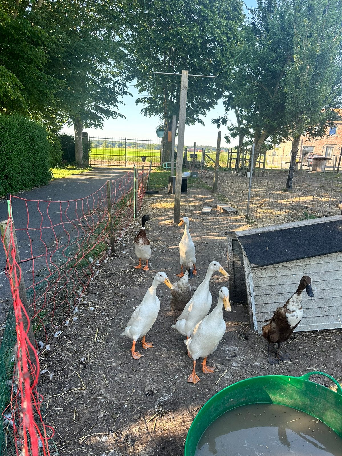 Paire de canards indiens, Animaux & Accessoires