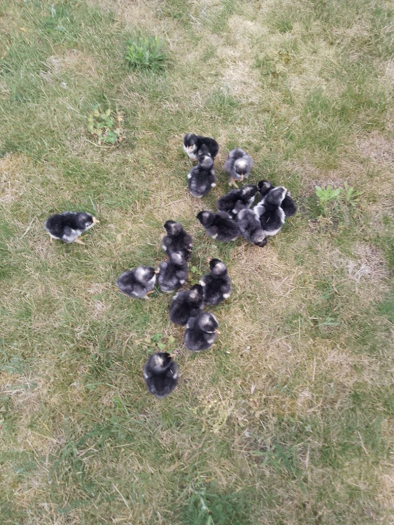 Mechelse Koekoek, Meerdere dieren, Kip