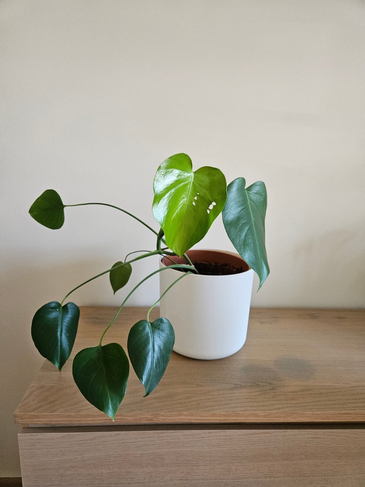 Stekje monstera, Ophalen