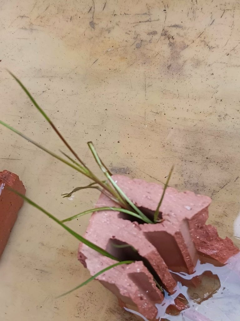 Waterplantjes