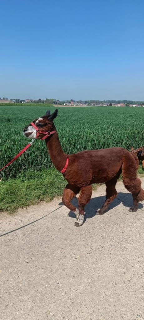 étalon en alpaga, Animaux & Accessoires, Animaux Autre, Janvier, Mâle