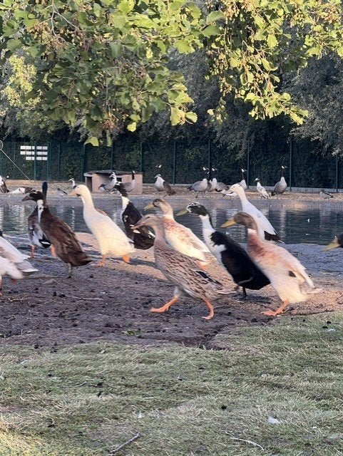 Loopeenden paradijshof, Meerdere dieren, Eend