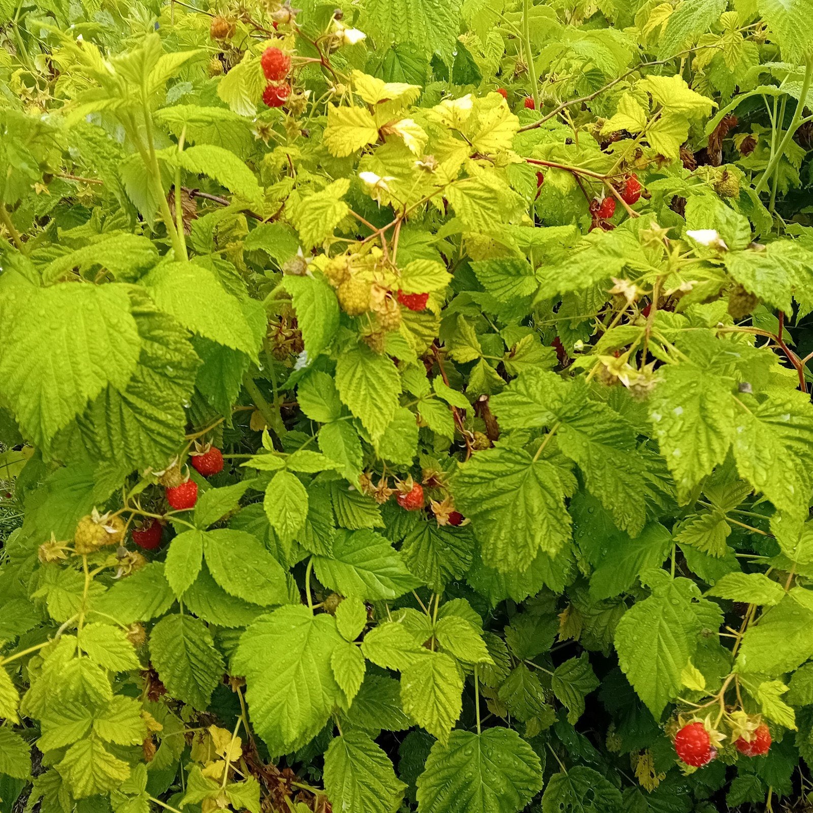 Framboise, Ophalen