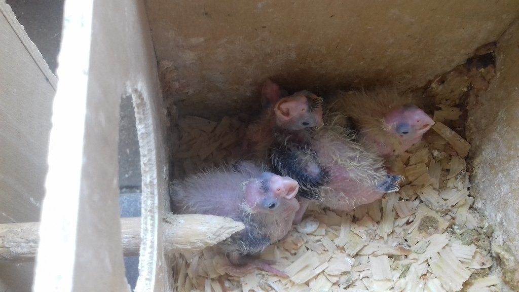 valkparkietje om handtam te maken, Dieren en Toebehoren