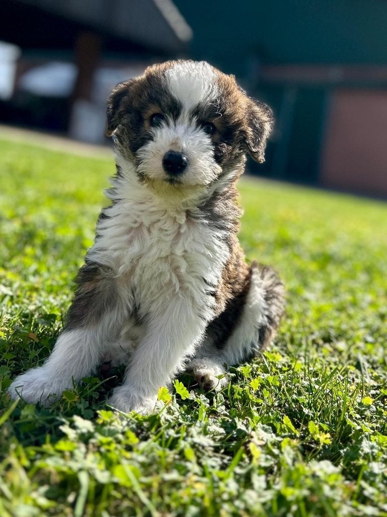 Leuke husky x poedel pups ( huskydoodle) medium, België, Overige rassen, CDV (hondenziekte), 8 tot 15 weken