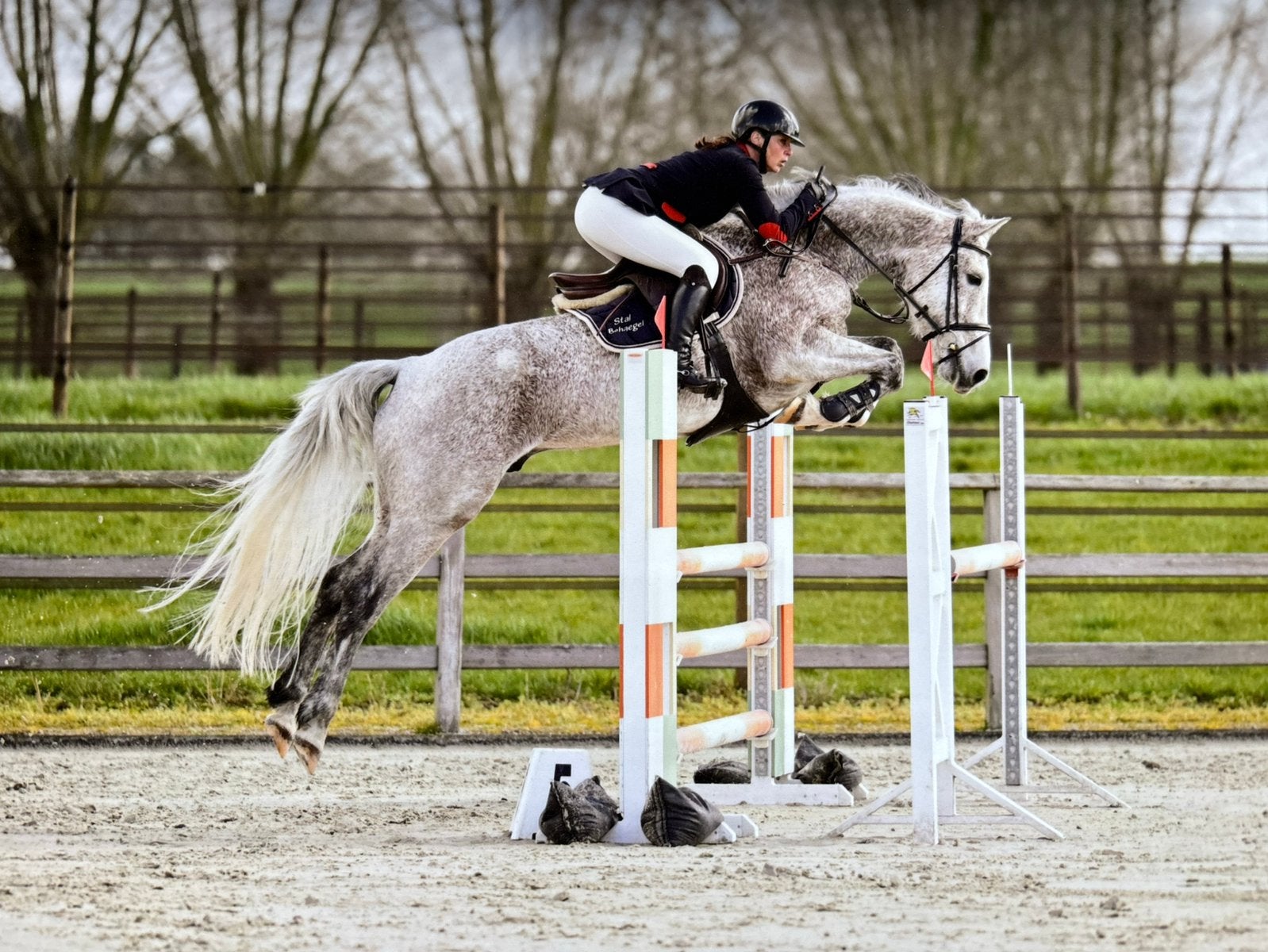 7-jarige ruin te koop wegens tijdsgebrek, Dieren en Toebehoren, Paarden, Ruin, L, 165 tot 170 cm, 7 tot 10 jaar, Springpaard, Met stamboom