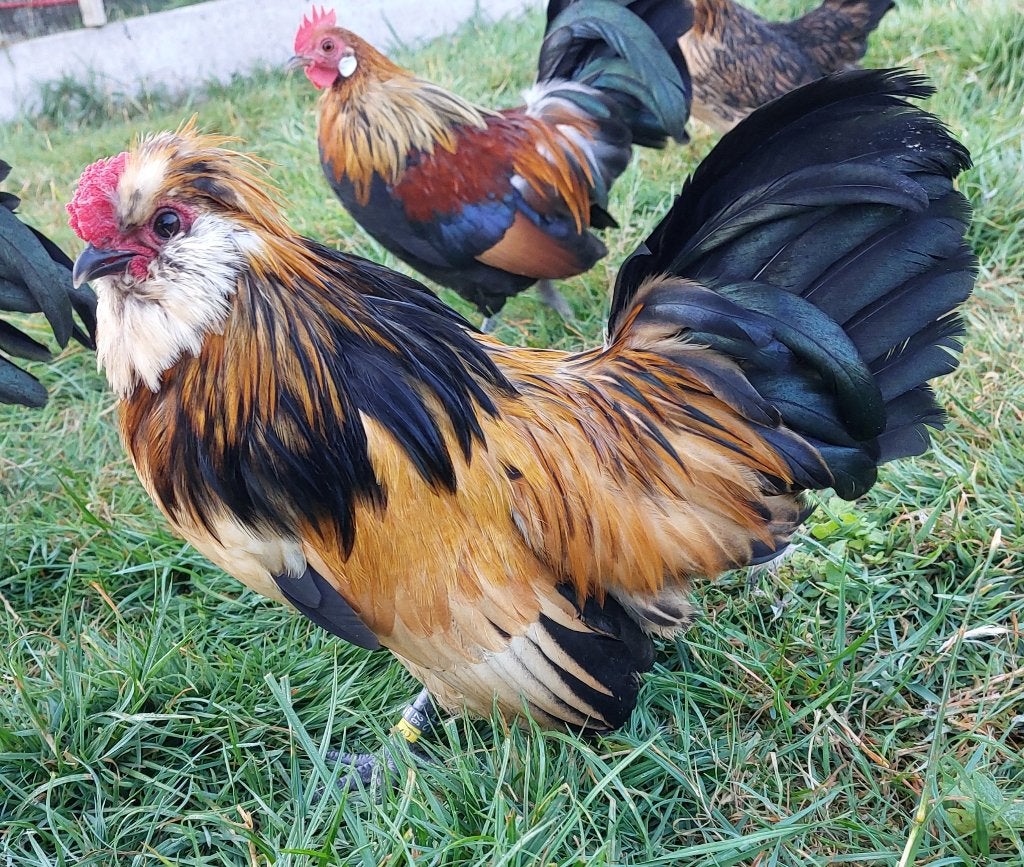Watermaalse baarkrielen, Plusieurs animaux, Poule ou poulet