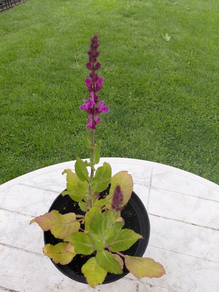 Salvia Roze Marvel  in PROMO, Tuin en Terras, Planten | Tuinplanten, Ophalen