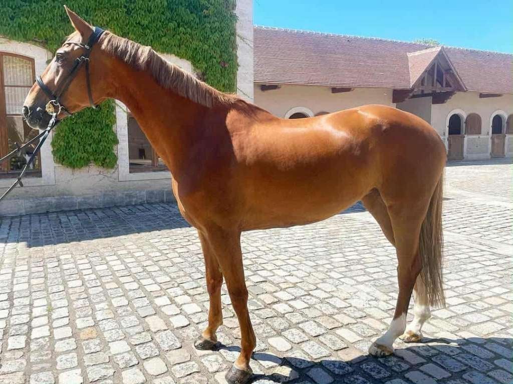 Jument pp avec poulice, Animaux & Accessoires, Jument