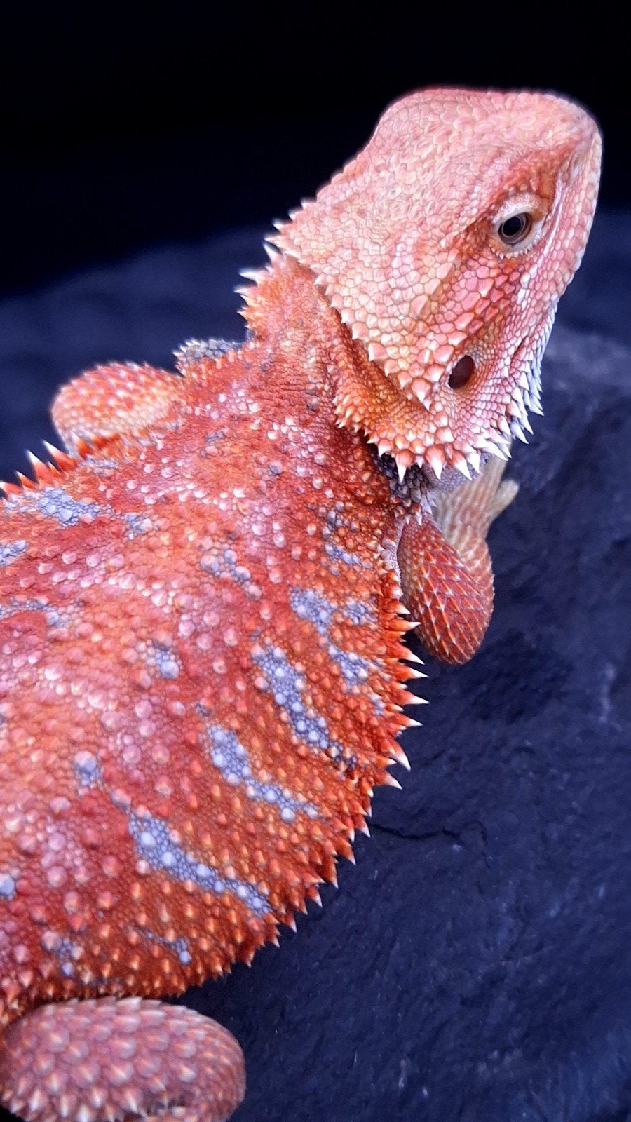 Red/Orange Hypo G-Stripe Blue Tiger Baardagaam Man, Animaux & Accessoires, Reptiles & Amphibiens, Lézard, 0 à 2 ans