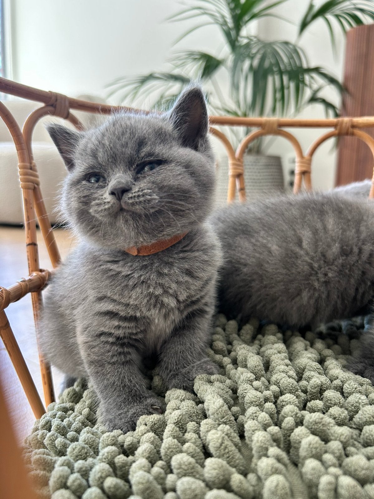 Prachtige Britse Korthaar kittens, Dieren en Toebehoren, Katten en Kittens | Raskatten | Korthaar, Gechipt