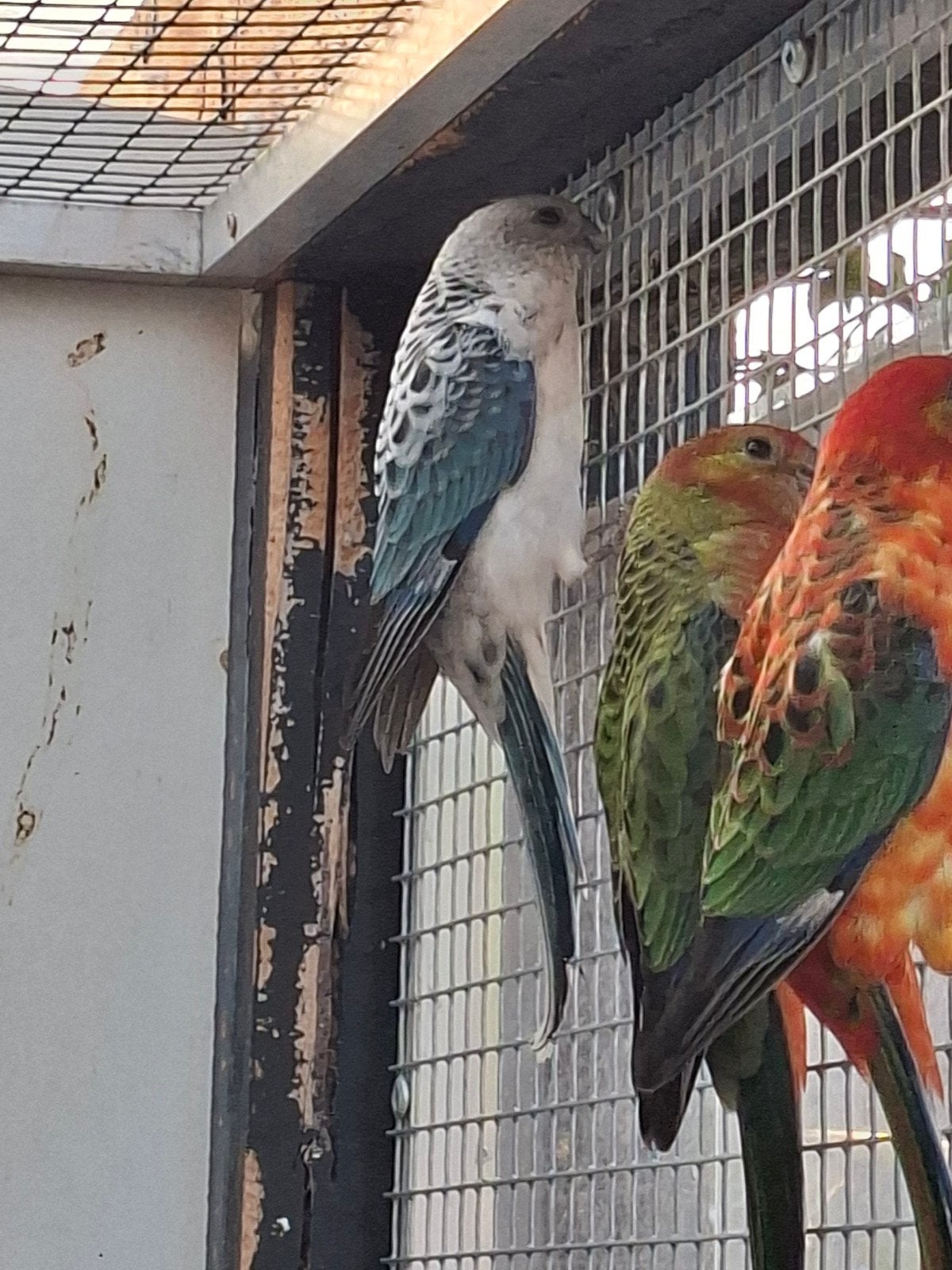Gezocht stanley rosella mutaties, Dieren en Toebehoren, Vogels | Parkieten en Papegaaien