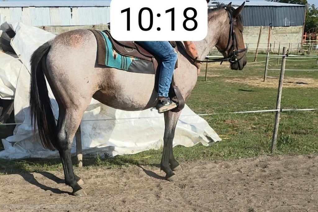Lieve, familie merrie, Dieren en Toebehoren, Merrie, D pony (1.37m tot 1.48m), Met stamboom, 3 tot 6 jaar