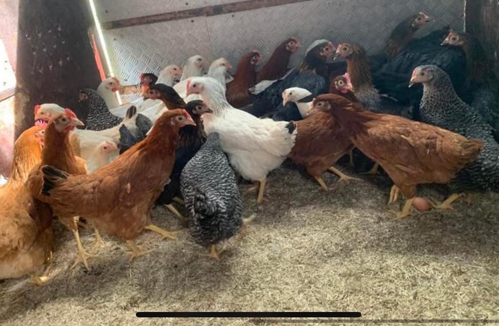 Legkippen in 6 verschillende kleuren, Dieren en Toebehoren