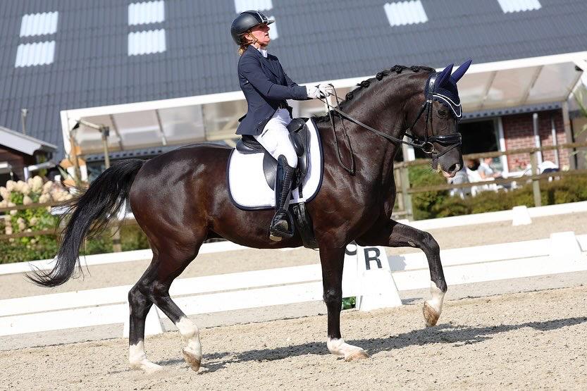 Plek beschikbaar voor trainingspaard, Dieren en Toebehoren, Paarden, ZZ
