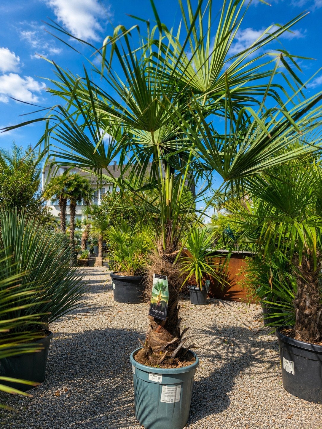 Winterharde palmboom Trachycarpus Fortunei, Tuin en Terras, Planten | Bomen, Ophalen, Palmboom