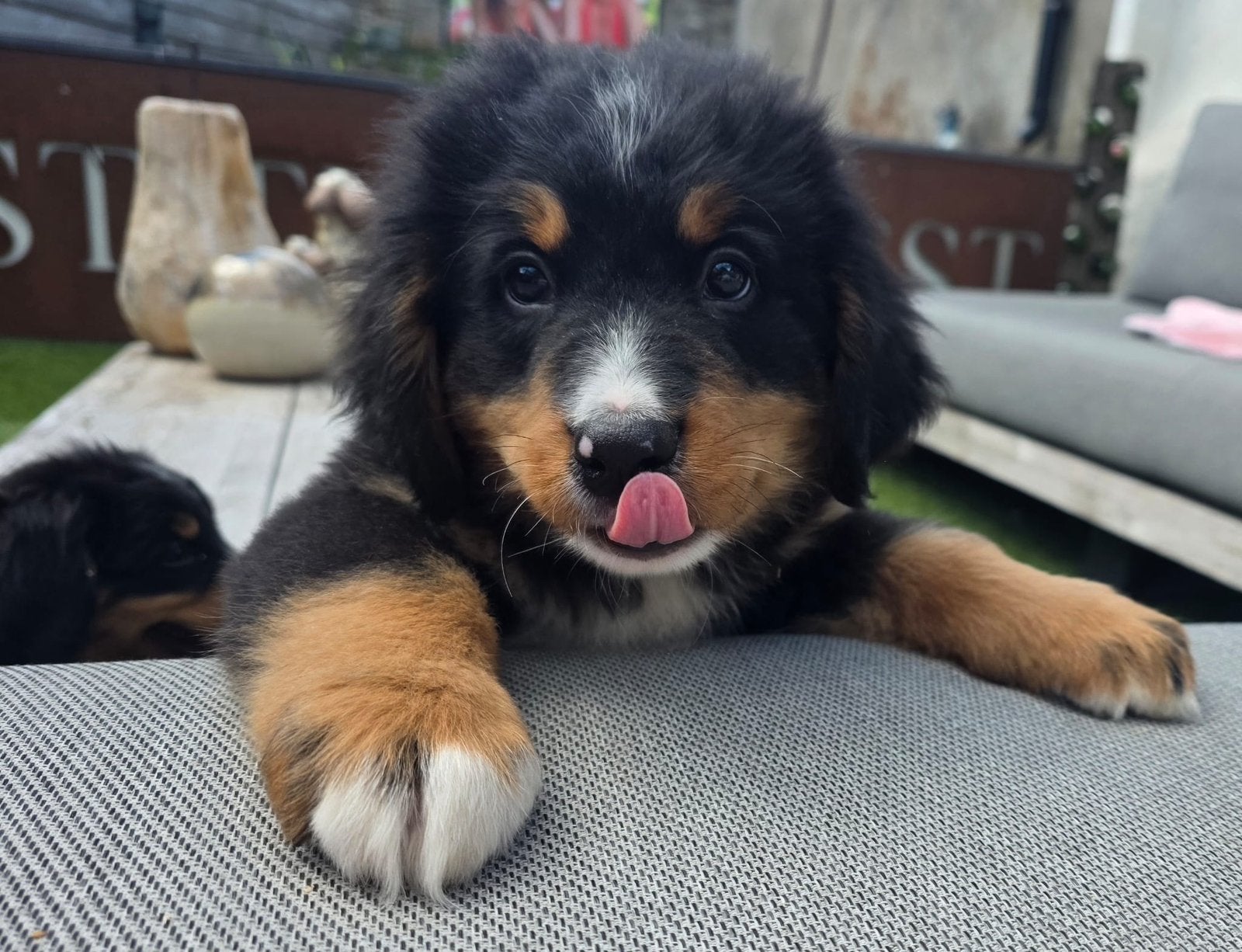 Lieve Berner Sennen Pups, Dieren en Toebehoren, België, Fokker | Hobbymatig, CDV (hondenziekte), Meerdere