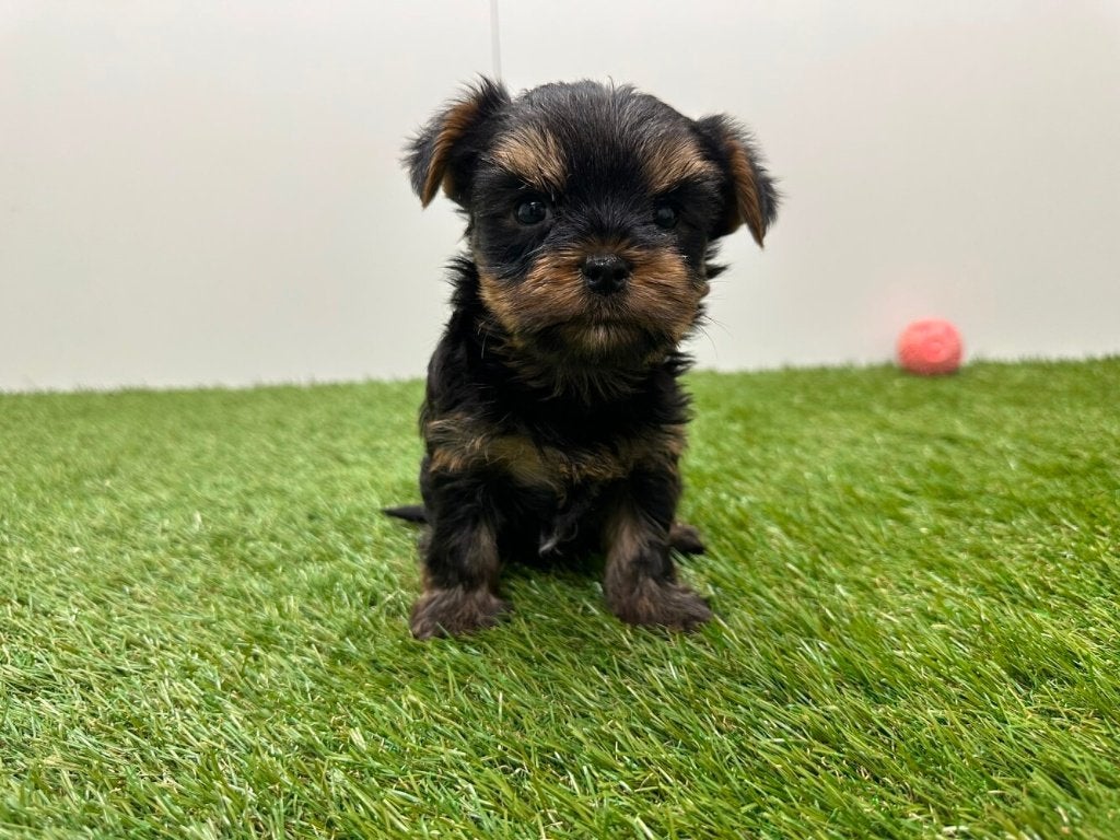 Portée de chiots Yorkshire Terrier, taille petite, Maladie de Carré (chiens), Yorkshire Terrier, Chien (mâle), Belgique