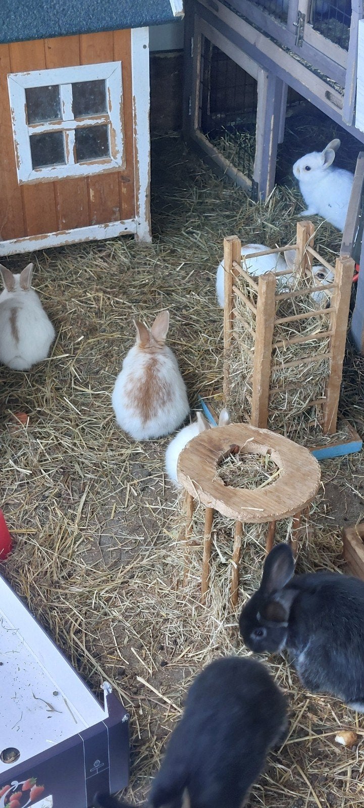 te koop hangoortjes dwergkonijntjes, Dieren en Toebehoren