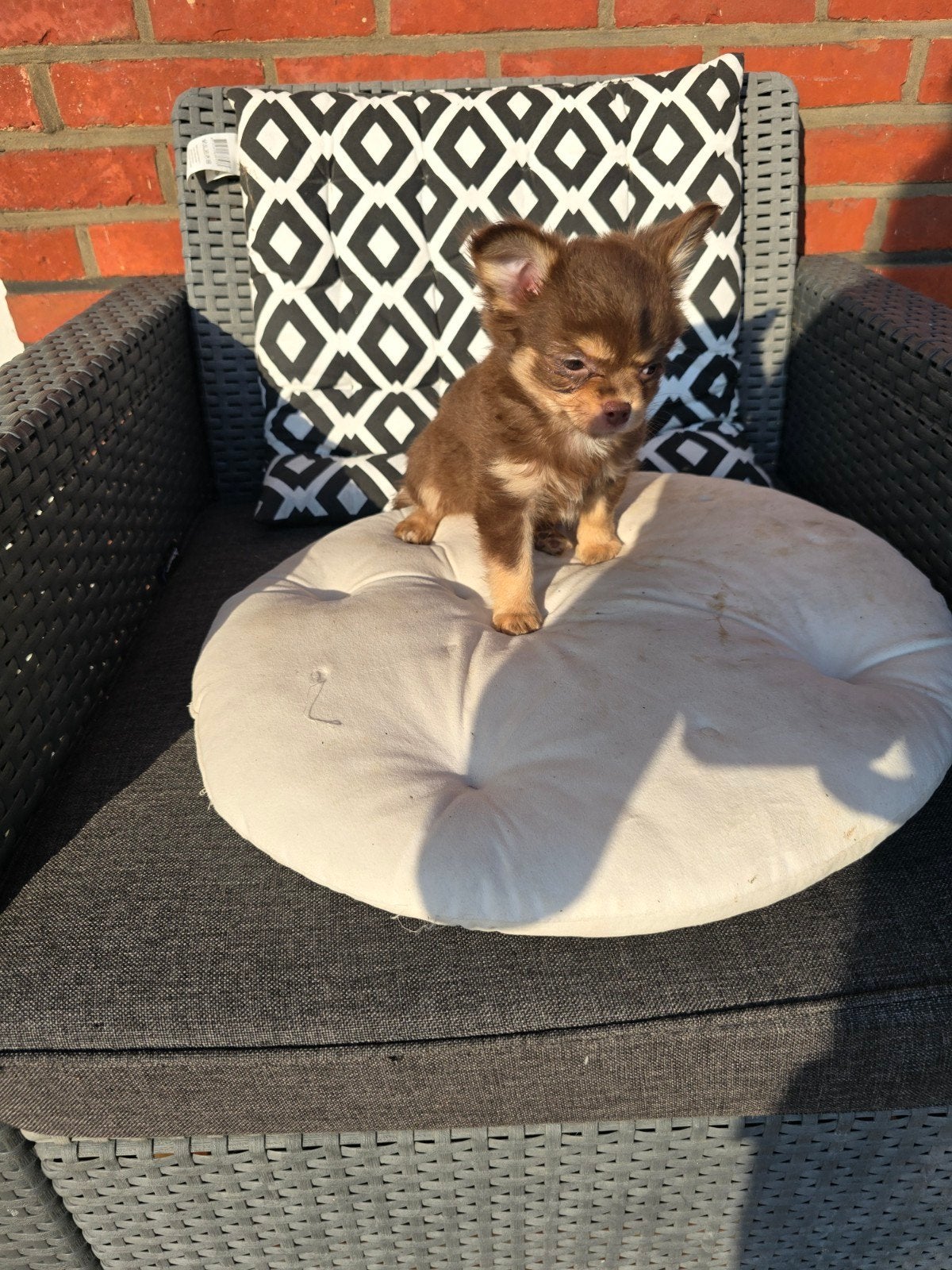 Langhaar bruin chihuahua reutje, Animaux & Accessoires, Chiens | Chihuahuas & Chiens de compagnie, Chien (mâle), Belgique, Plusieurs