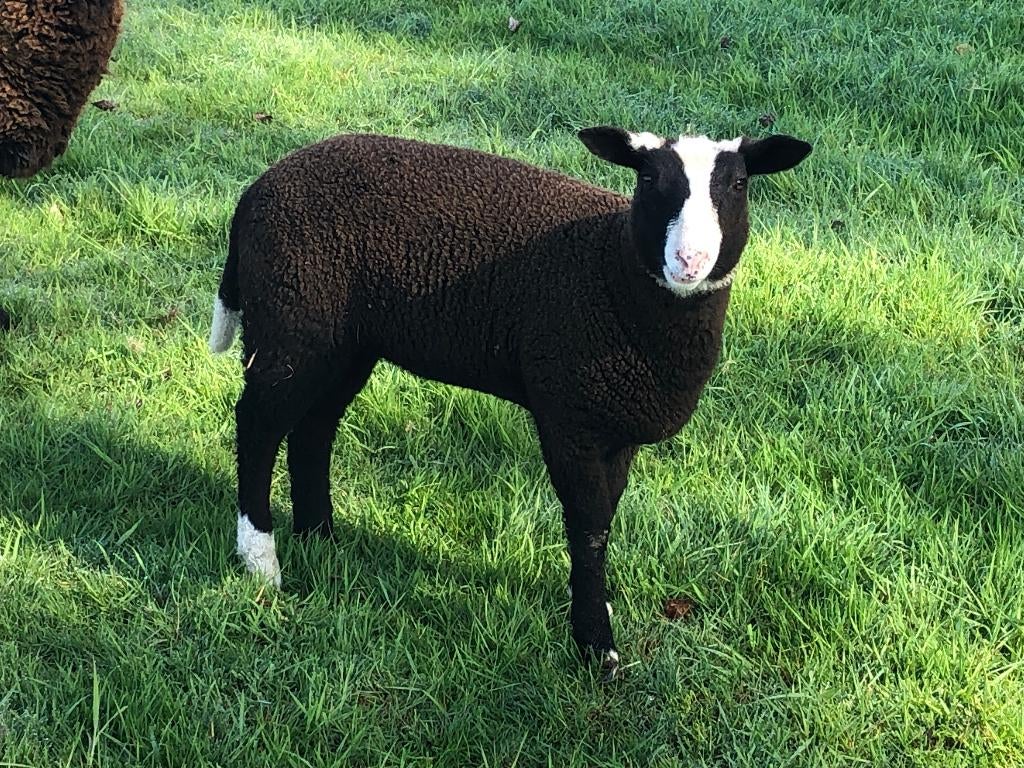 zwartbles ooilam, Dieren en Toebehoren, Schapen, Geiten en Varkens, Vrouwelijk, Schaap, 0 tot 2 jaar