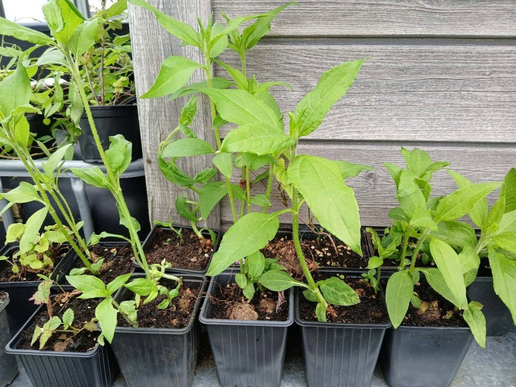 Aardpeer (Helianthus tuberosus), Tuin en Terras, Planten | Tuinplanten, Eenjarig, Groenteplanten, Halfschaduw, Zomer, Ophalen