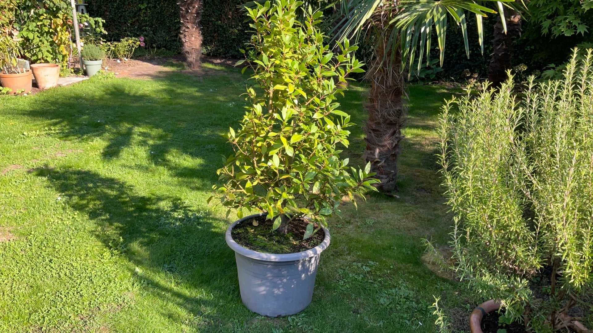 Eetbare laurier boom, Ophalen, In pot