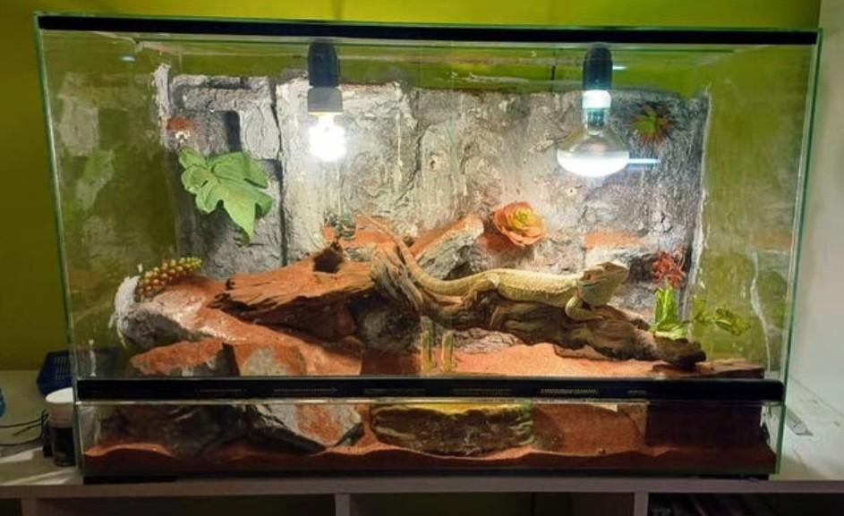 Terrarium en baardagama, Enlèvement