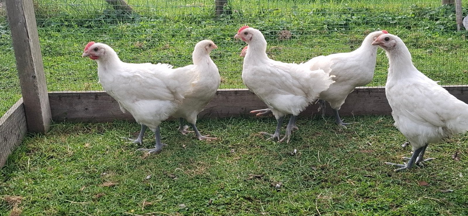Poule De Bresse Kippen  , witte kleur  , raszuiver, Dieren en Toebehoren