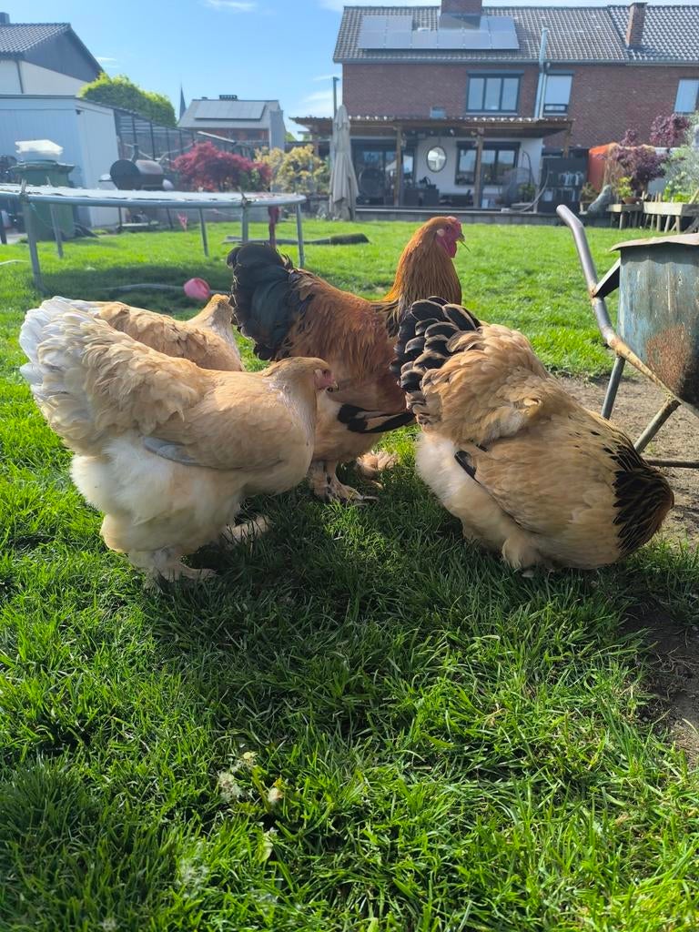 Broedeieren brahma Buff Columbia, Dieren en Toebehoren