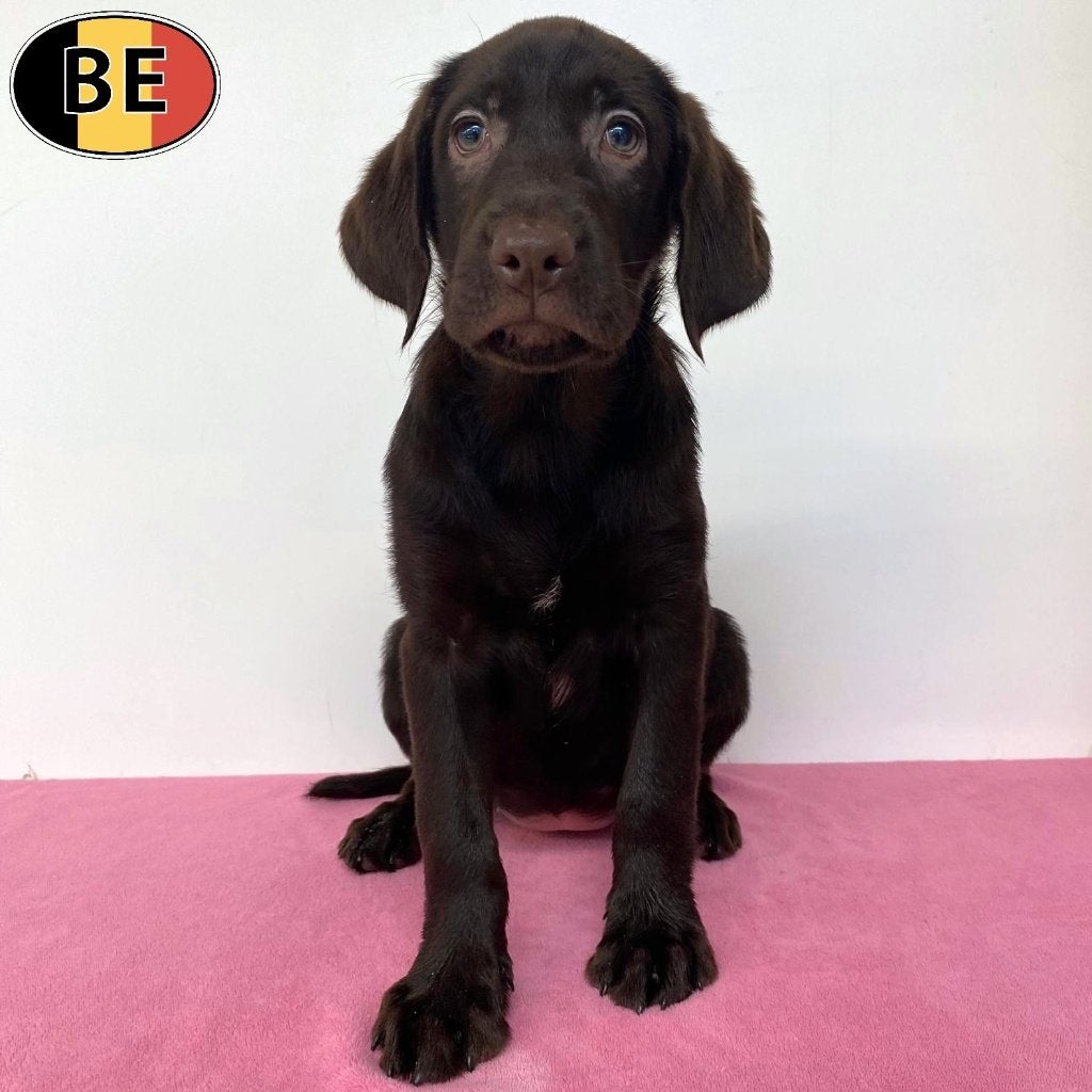 Labrador (teefjes) Belgische pups te koop, Dieren en Toebehoren, Parvo, België, Handelaar, 8 tot 15 weken