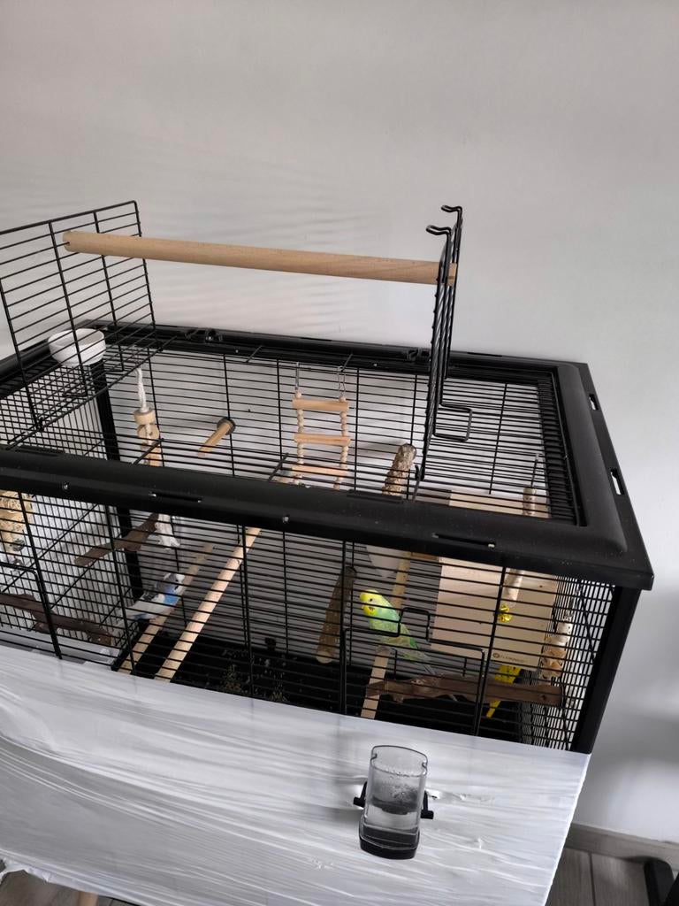 Parkieten met kooi, Dieren en Toebehoren, Ophalen of Verzenden