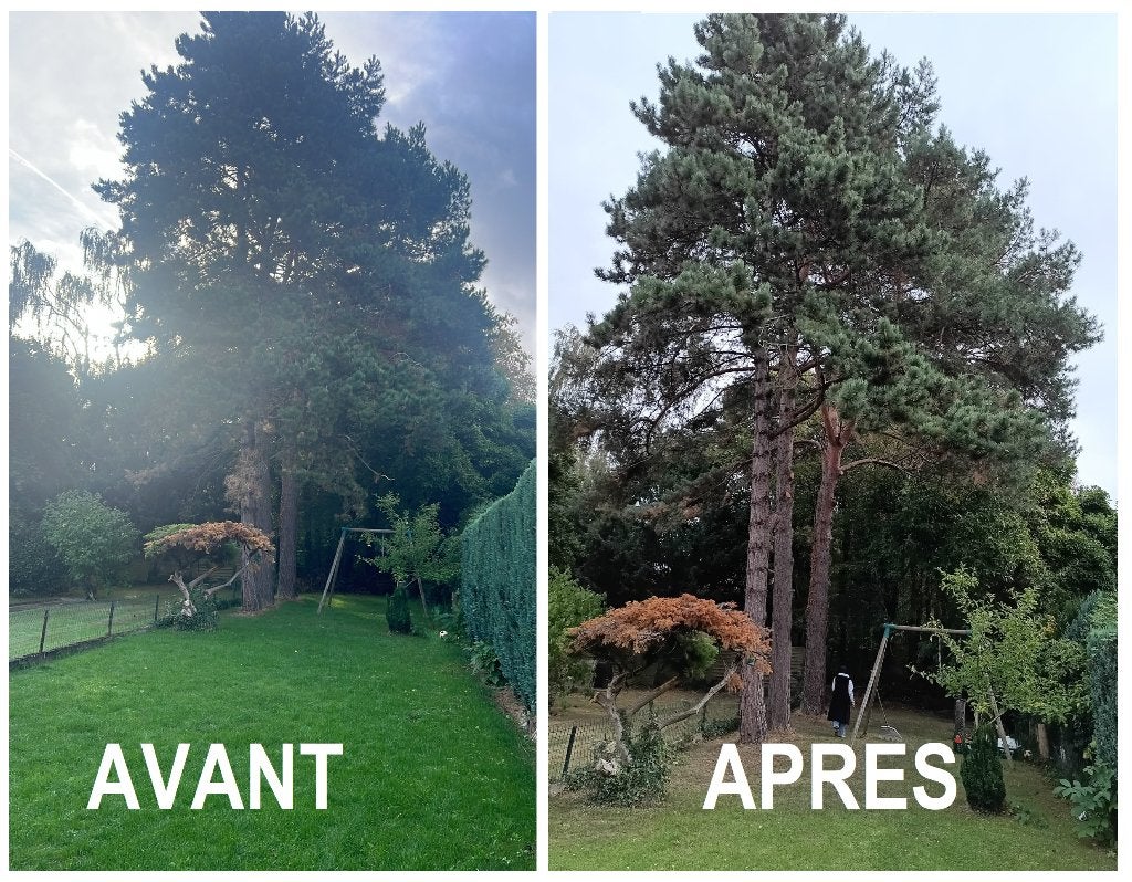 élagage/abattage/démontage/Jardinier/taille taillage haie, Enlèvement