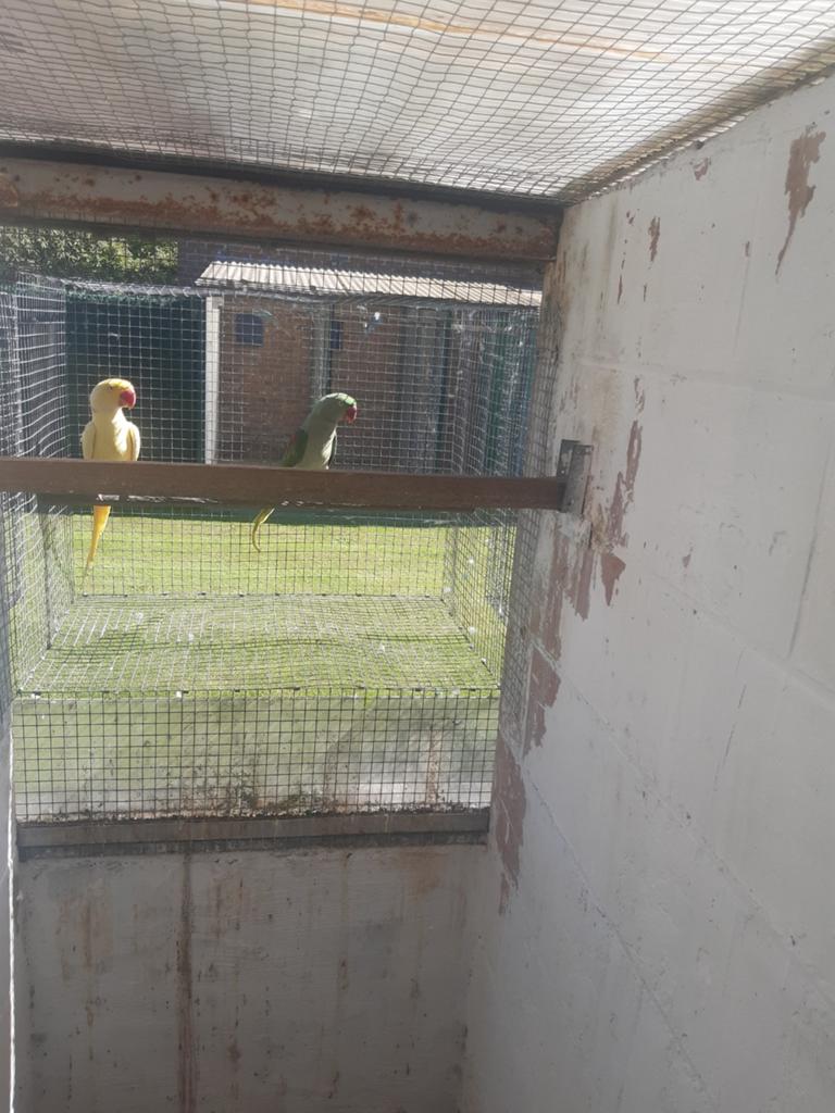 Alexander kweek pop, Dieren en Toebehoren