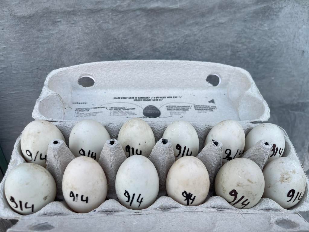 Broed loopeenden eieren, Eend