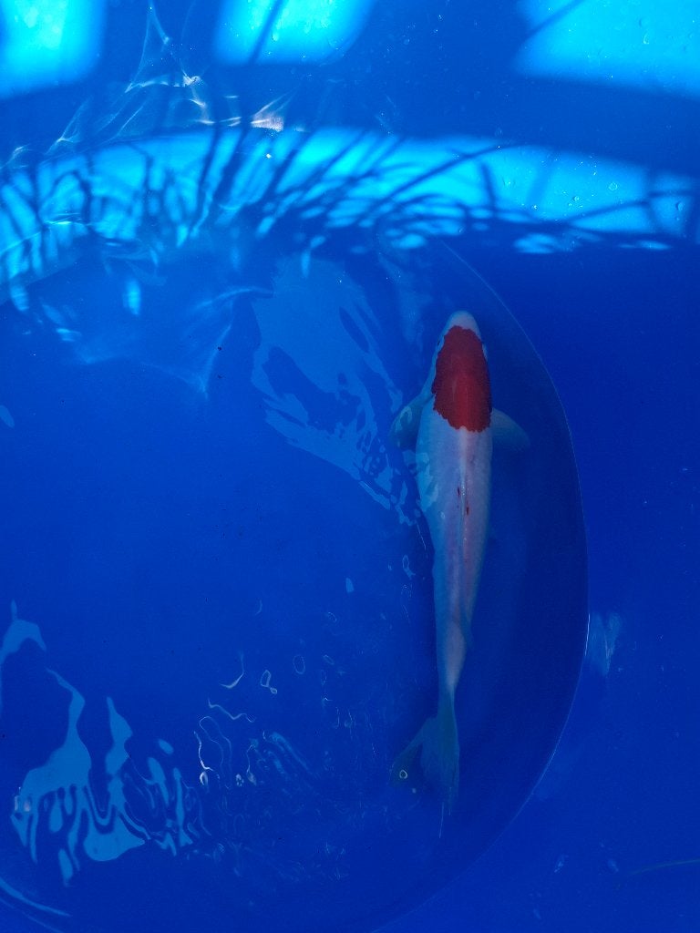 Koi, Dieren en Toebehoren, Karper of Koi