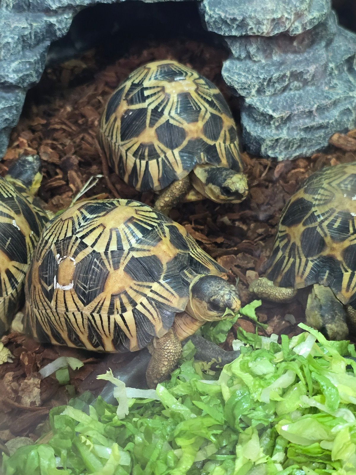 Prachtige stralenschildpadden (Astrochelys radiata), Dieren en Toebehoren, Schildpad, 3 tot 6 jaar