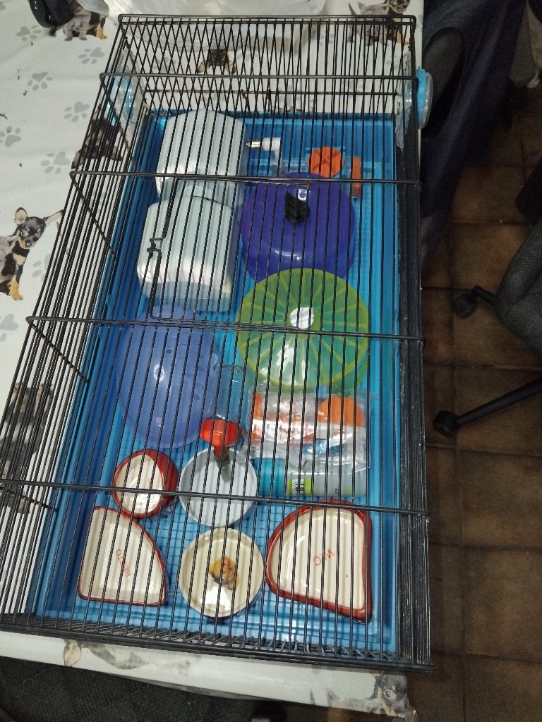 Cage d élevage pour hamster + accessoires, Dieren en Toebehoren, Kooi, Minder dan 75 cm, Zo goed als nieuw, Hamster