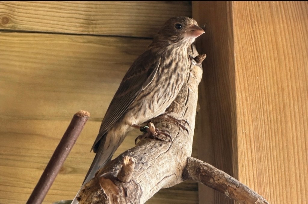 mexicaanse roodmussen koppels, Meerdere dieren