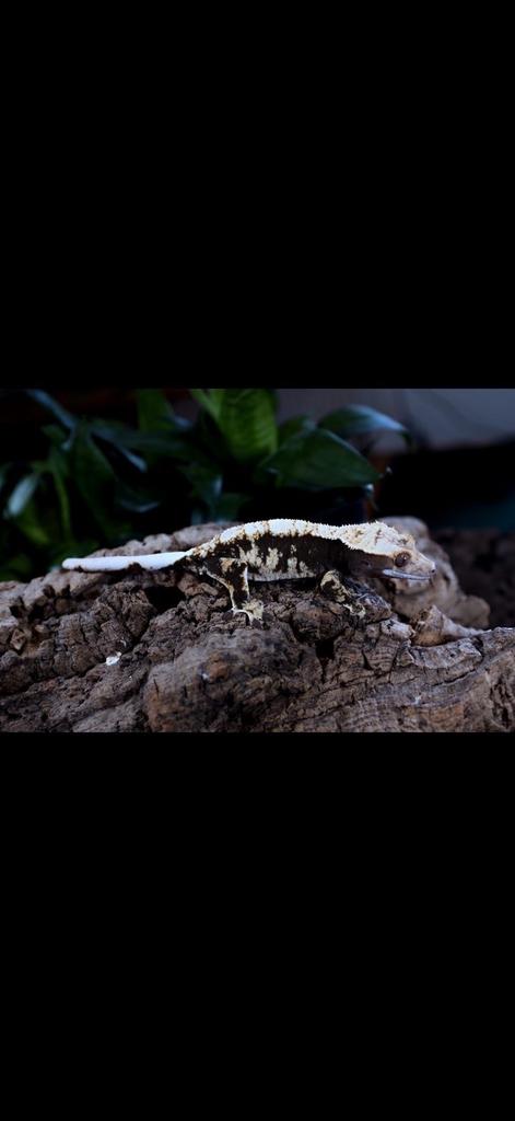 Geckos 260€, Animaux & Accessoires, Enlèvement ou Envoi