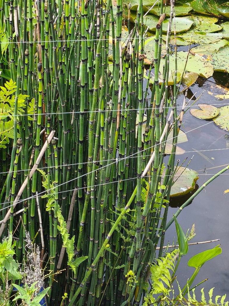 vijverplanten : drieblad en holle pijp GRATIS, Tuin en Terras, Ophalen