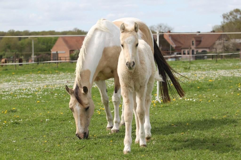 Palomino merrieveulen, Dieren en Toebehoren, Merrie, Minder dan 160 cm, Met stamboom, Niet van toepassing