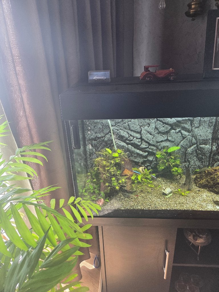 Aquarium juwel.te koop met inhoud., Enlèvement, Utilisé, Filter, Juwel