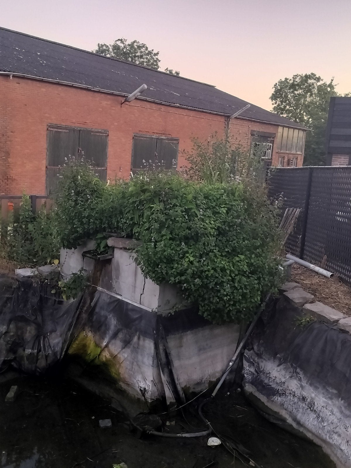 Vijverplanten tegen kleine vergoeding, Ophalen, Zo goed als nieuw
